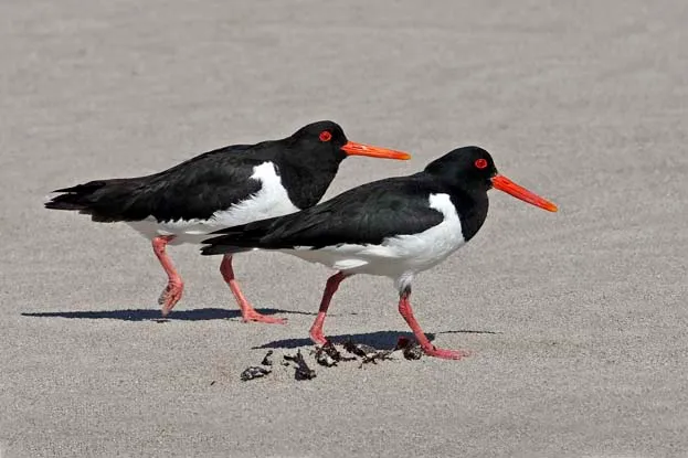 003068 Oystercatcher Pakenham 3a9edf9